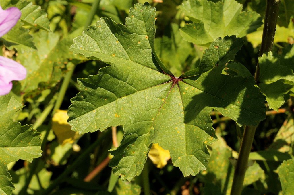 Malva sylvestris / Malva selvatica